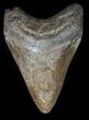Brown Fossil Megalodon Tooth - Georgia #45997-1